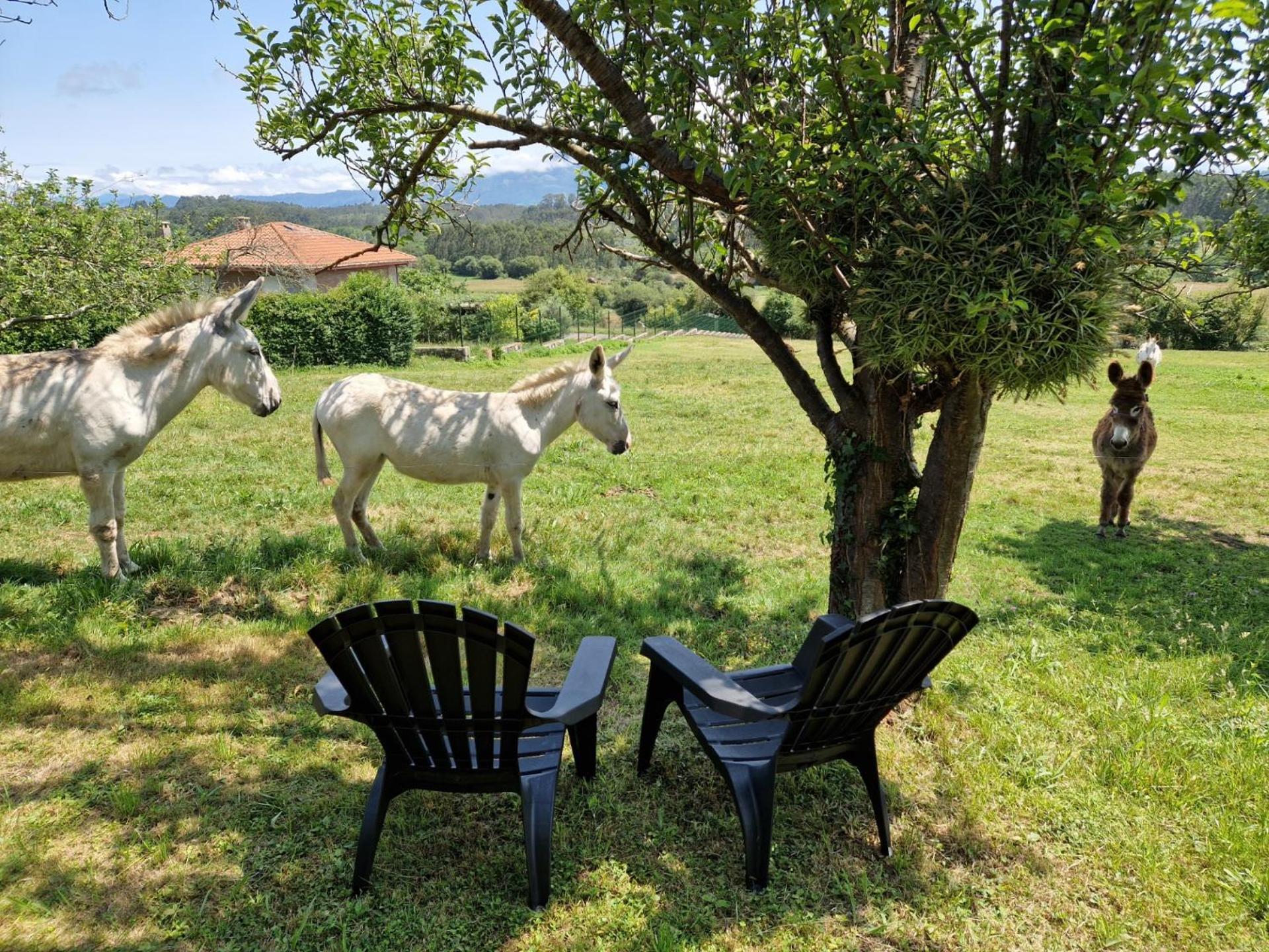 Turismo Rural El Piensu Villaviciosa (Asturias) Exterior foto